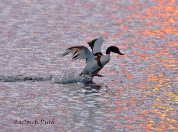 2439 pato crepúsculo p