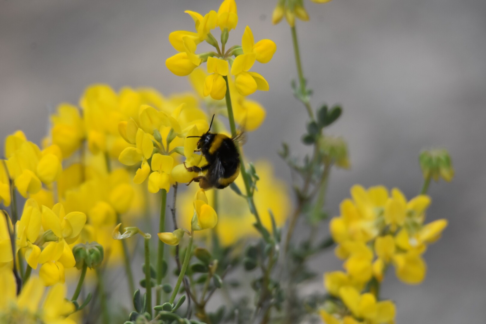 514145114 23983504011315460 1594775147051066740 n