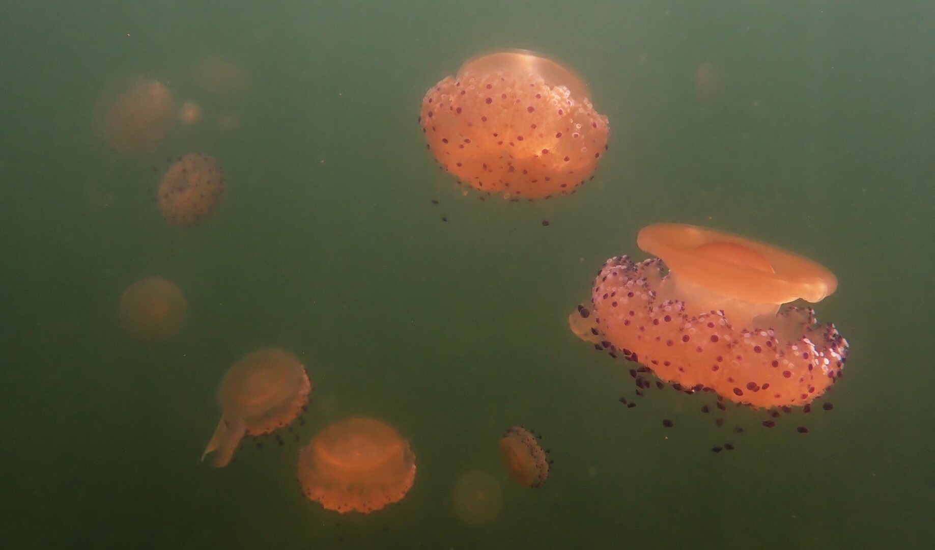 518378967 24088402427492284 6645887722956186634 n