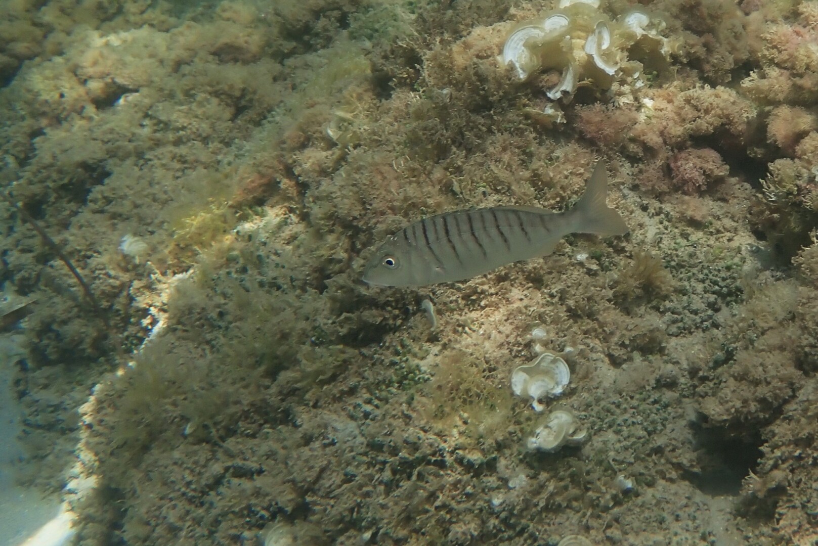 521886717 24149701278029065 4072748334670287300 n