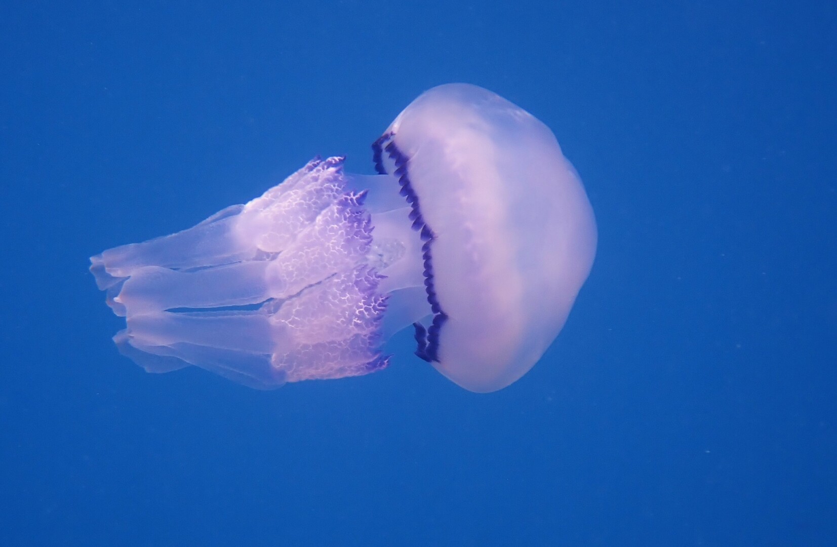 522624682 24166754242990435 2899904737430441859 n