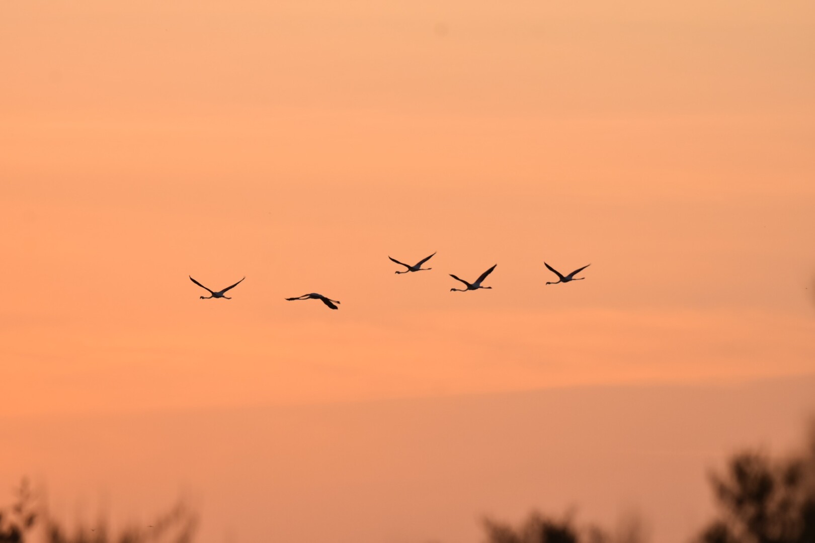 550402978 24660483550284166 1406373778666055435 n