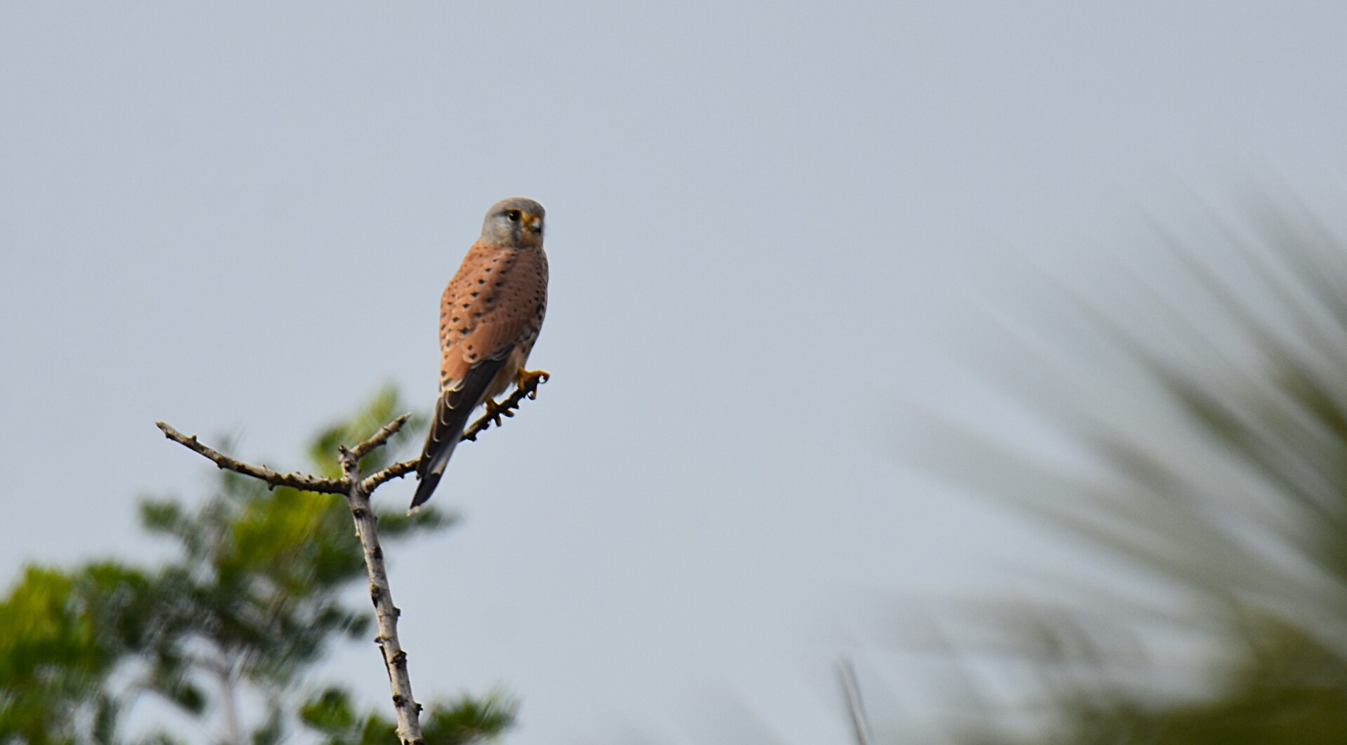 594601758 25323175100681671 418916434685676743 n