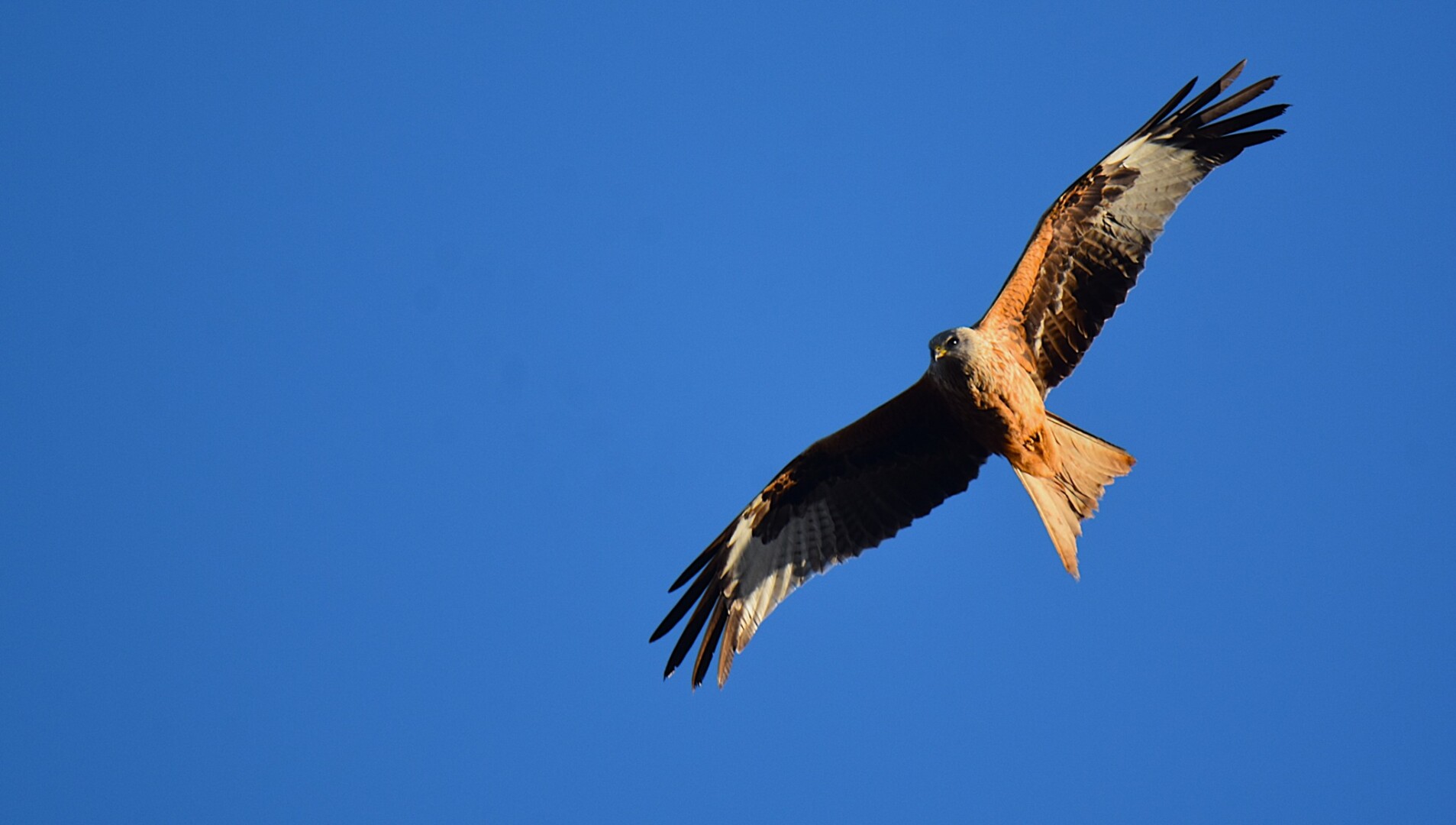 613533585 25621255694206942 7194107650579568219 n